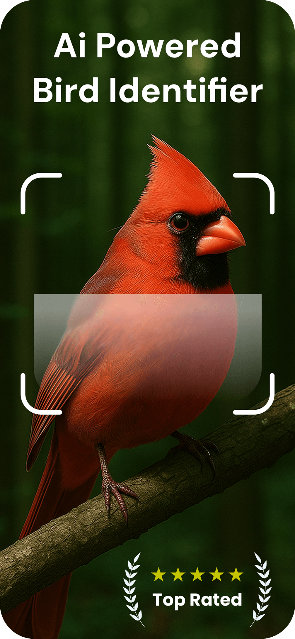 Discover smart bird identifier for parrot and pigeon species